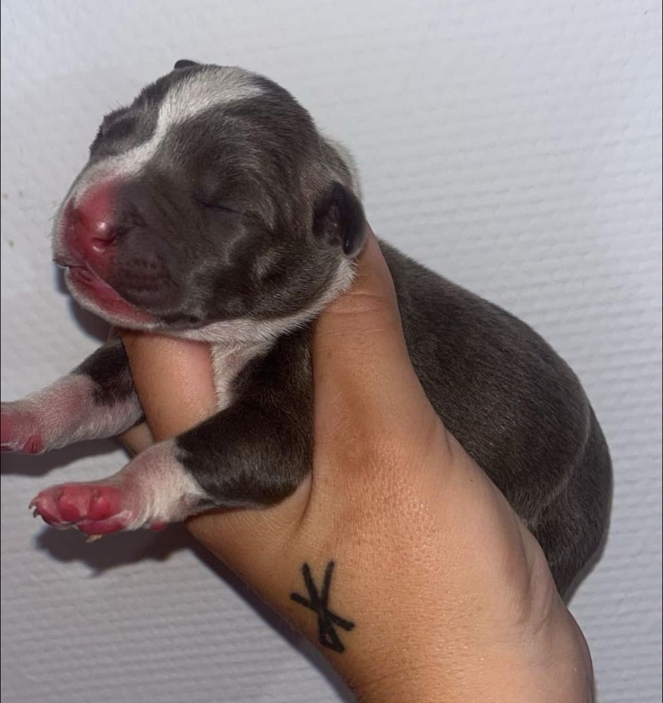 Marina Lapierre - Chiot disponible  - American Staffordshire Terrier