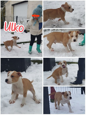 Ulko