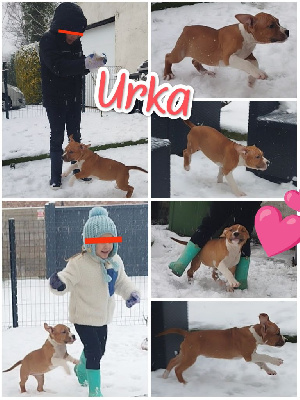 Urka