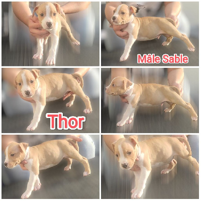 Thor