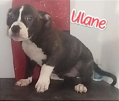 Ulane