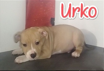 Urko