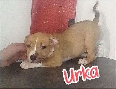 Urka