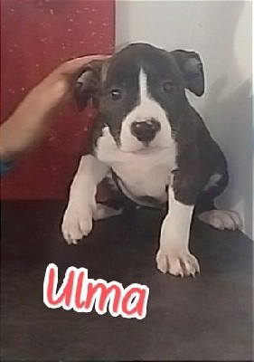 Ulma