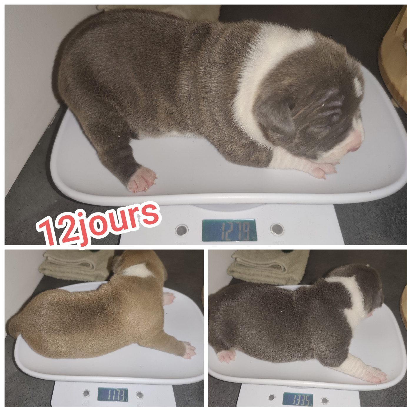 Chiot American Staffordshire Terrier Marina Lapierre