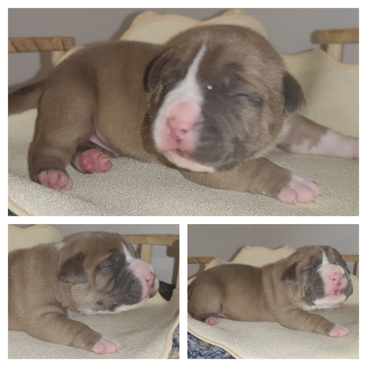 Marina Lapierre - Chiots disponibles - American Staffordshire Terrier