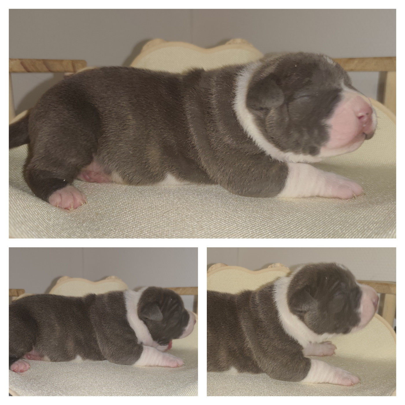 Marina Lapierre - Chiots disponibles - American Staffordshire Terrier