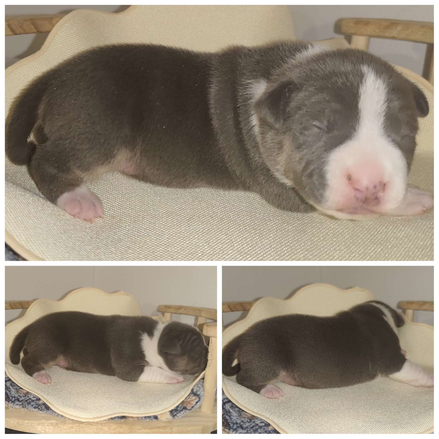 Marina Lapierre - Chiots disponibles - American Staffordshire Terrier