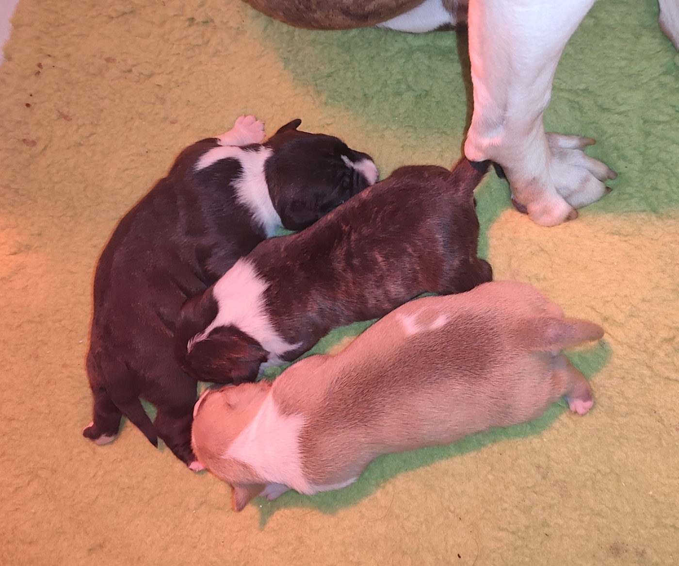 Chiot American Staffordshire Terrier Marina Lapierre