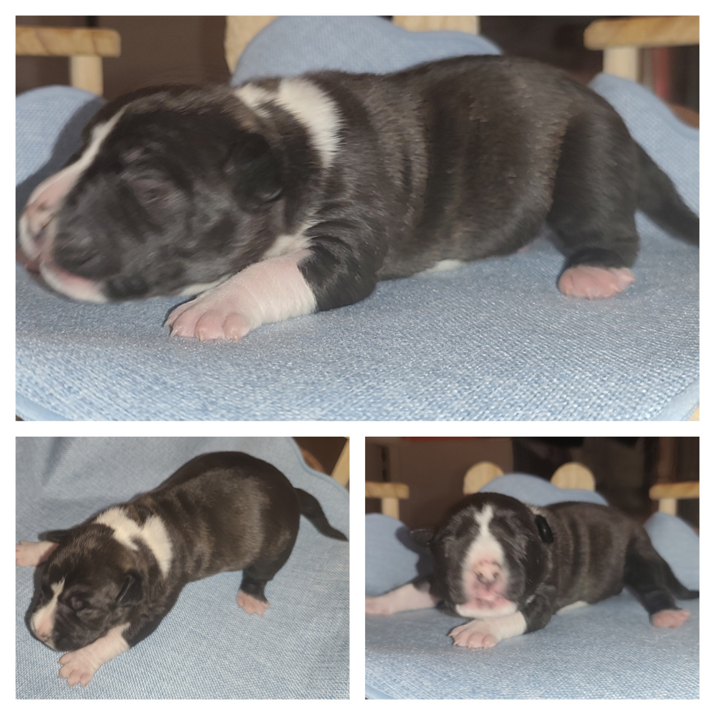 Marina Lapierre - Chiots disponibles - American Staffordshire Terrier
