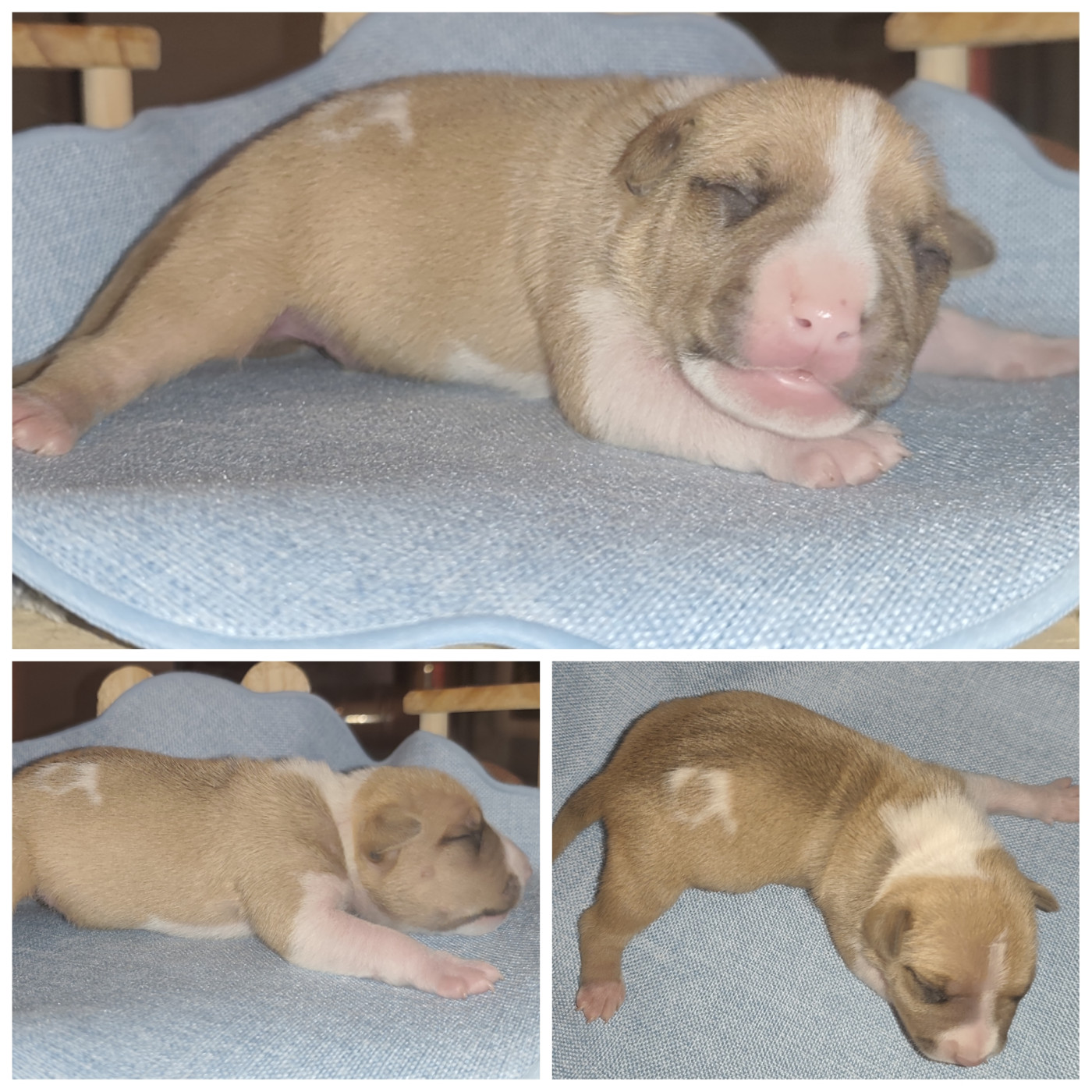 Marina Lapierre - Chiots disponibles - American Staffordshire Terrier