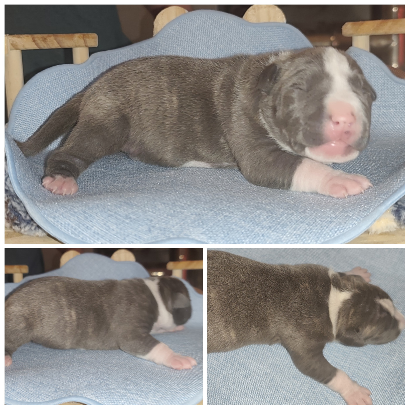 Marina Lapierre - Chiots disponibles - American Staffordshire Terrier