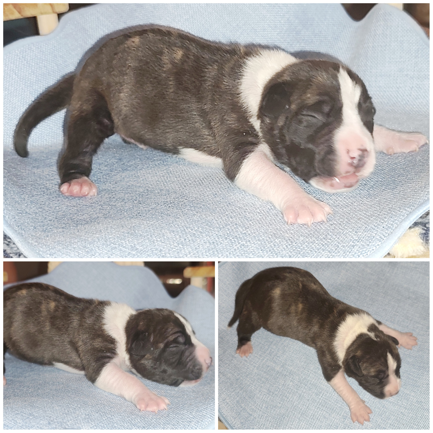 Marina Lapierre - Chiots disponibles - American Staffordshire Terrier