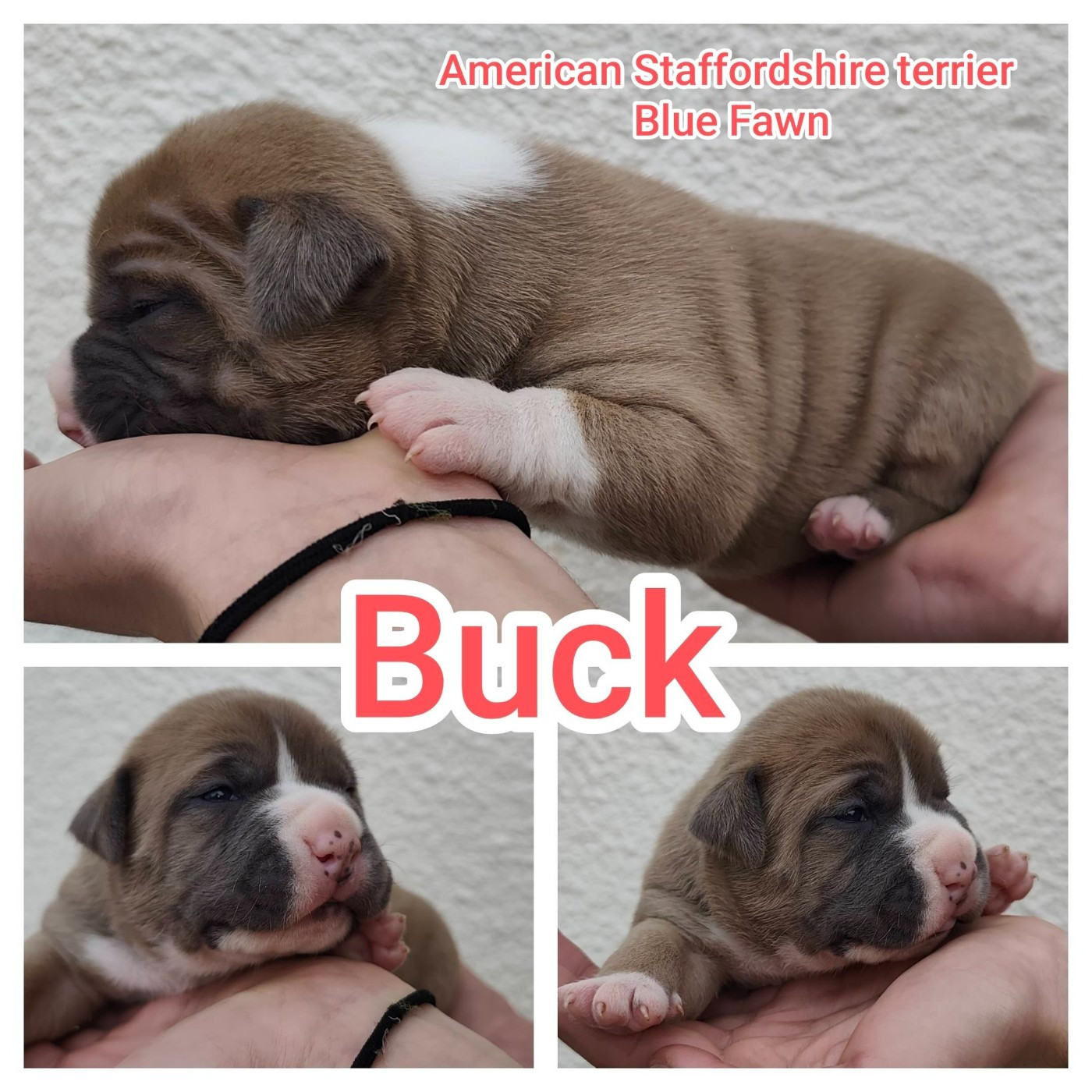 Marina Lapierre - Chiots disponibles - American Staffordshire Terrier