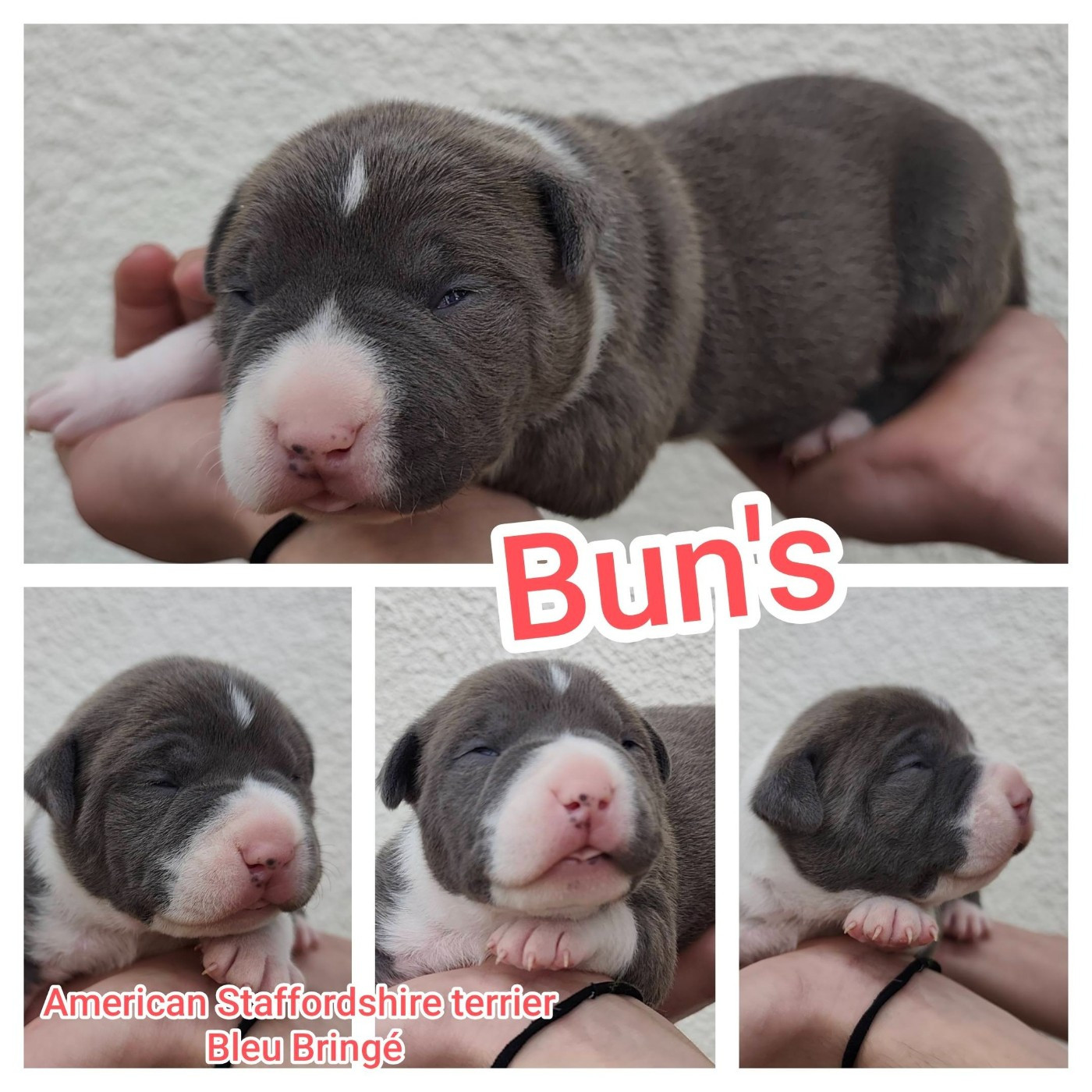 Marina Lapierre - Chiots disponibles - American Staffordshire Terrier