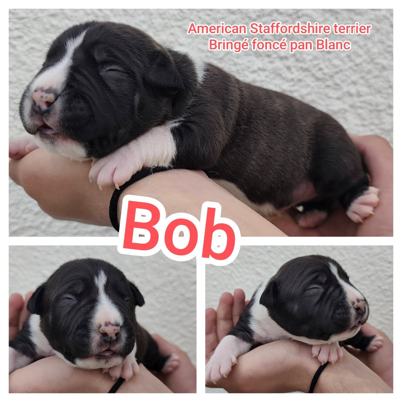 Marina Lapierre - Chiots disponibles - American Staffordshire Terrier