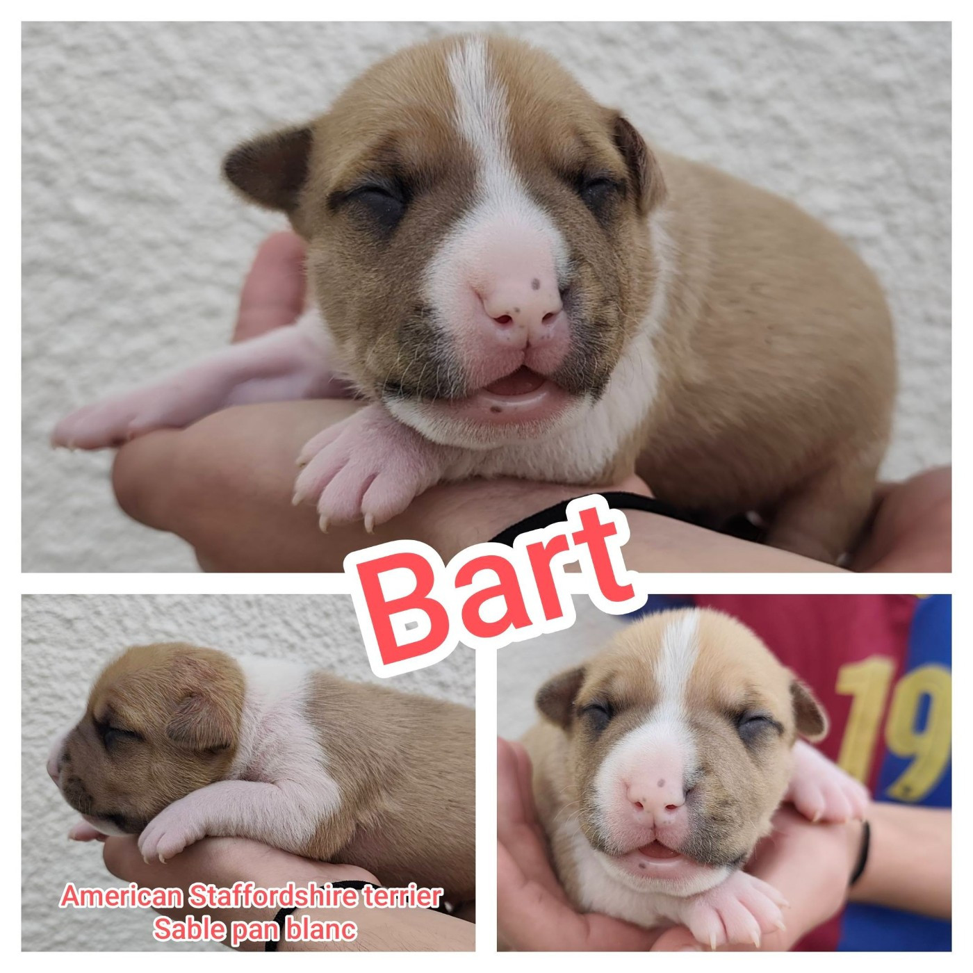 Marina Lapierre - Chiots disponibles - American Staffordshire Terrier