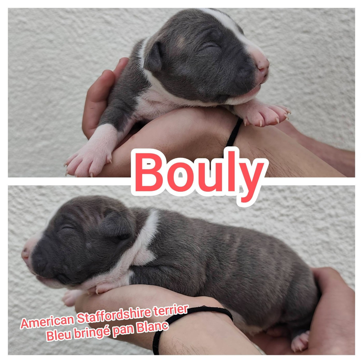 Marina Lapierre - Chiots disponibles - American Staffordshire Terrier