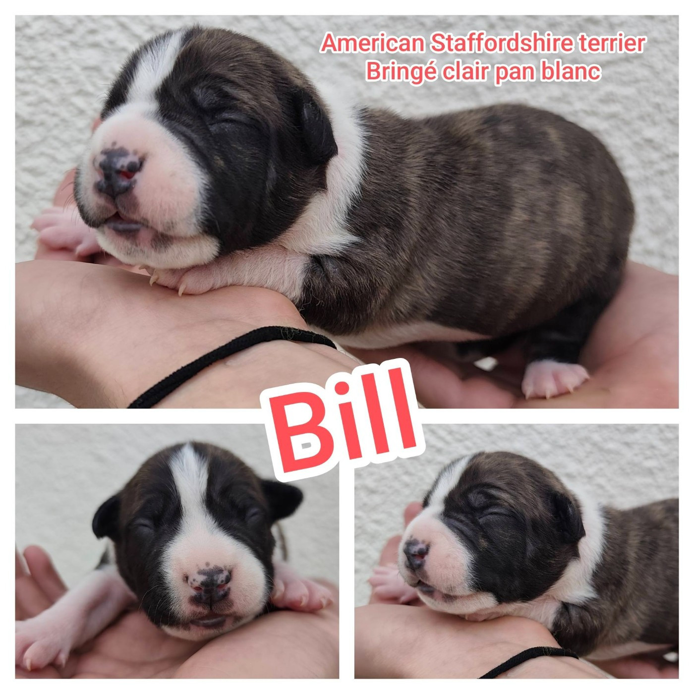 Marina Lapierre - Chiots disponibles - American Staffordshire Terrier