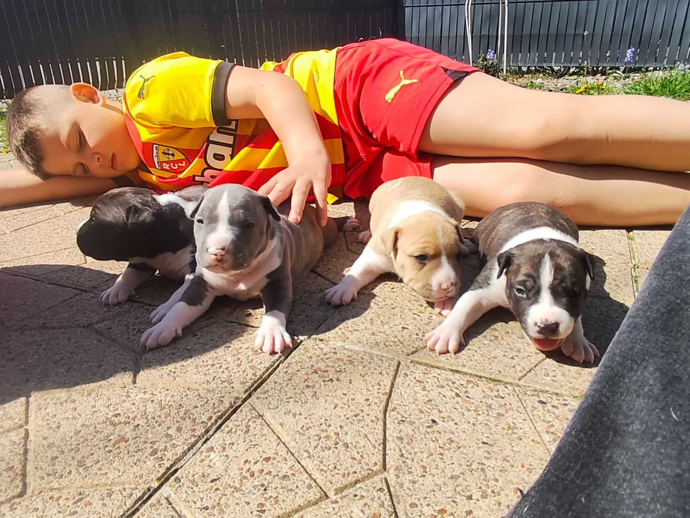 Marina Lapierre - American Staffordshire Terrier - Portée née le 04/04/2026