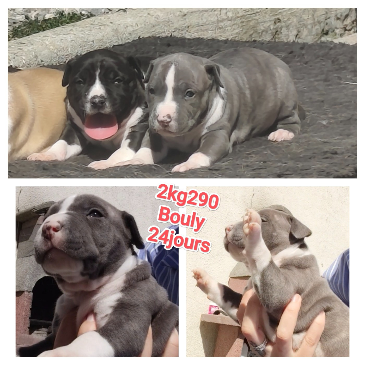 Marina Lapierre - Chiots disponibles - American Staffordshire Terrier