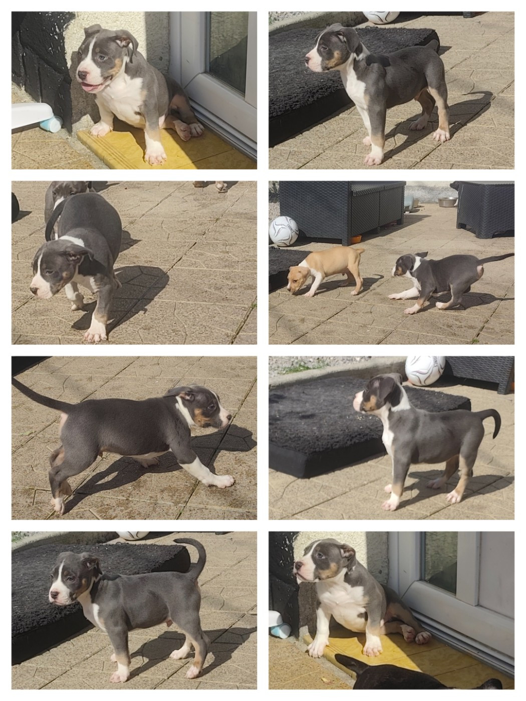 Marina Lapierre - Chiots disponibles - American Staffordshire Terrier