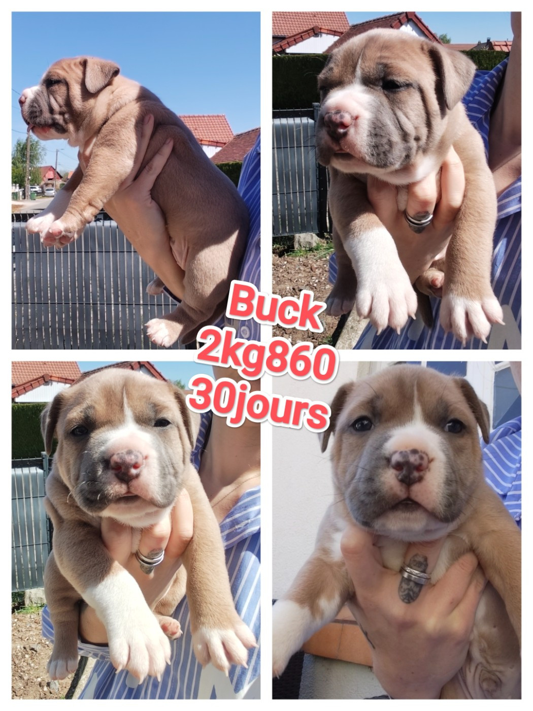 Marina Lapierre - Chiots disponibles - American Staffordshire Terrier
