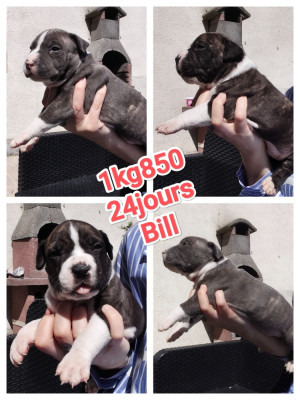Bill