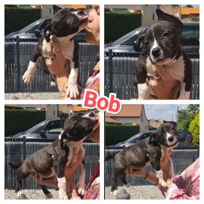 Bob