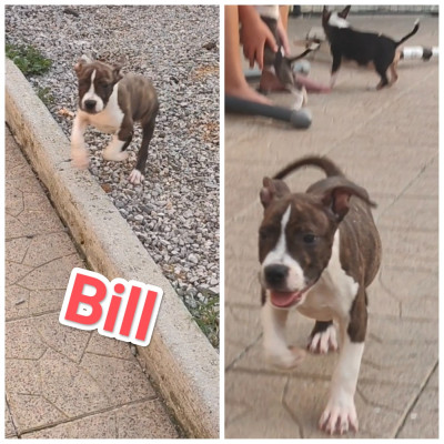 Bill