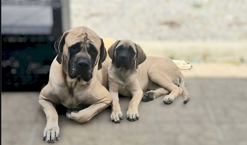 Marina Lapierre - Chiots disponibles - Mastiff